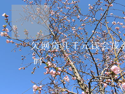 欠网贷几千元钱会成老赖吗(网贷不还算老赖吗)