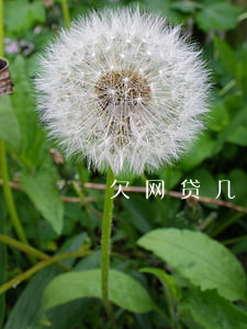 欠网贷几千车子会被拖走吗(欠网贷把车卖了)