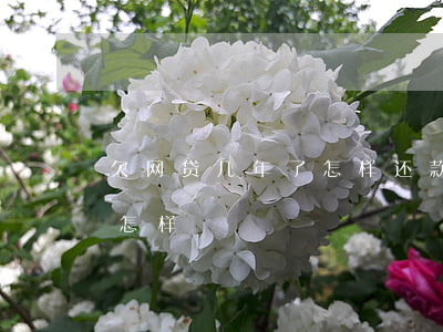 欠网贷几年了怎样还款(网贷欠几年后还上会怎样)