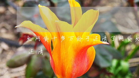 欠网贷十多万终于还清了(网贷欠10万一年还清)