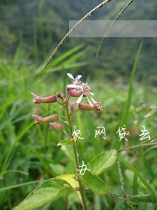 欠网贷去当兵怎么还(当兵了还欠着网贷怎么办)