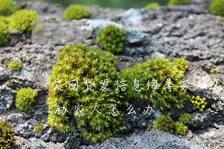 欠网贷发信息侮辱家人怎么办(网贷发信息威胁家人怎么办)