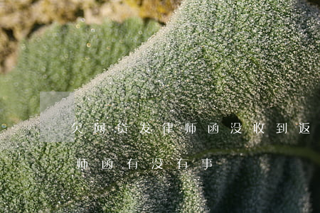 欠网贷发律师函没收到返回了(欠网贷发来律师函有没有事)