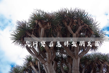 欠网贷后怎样发朋友圈(欠债怎么发朋友圈)