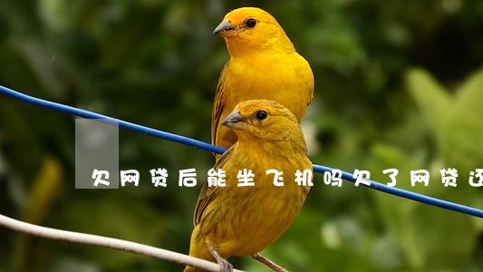 欠网贷后能坐飞机吗(欠了网贷还能坐飞机吗)