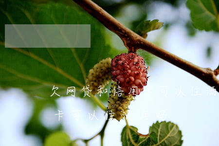 欠网贷和信用卡可以住酒店吗(欠网贷和信用卡可以住酒店吗)