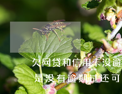 欠网贷和信用卡没逾期可以车贷吗(欠网贷但是没有逾期过还可以办理车贷吗)