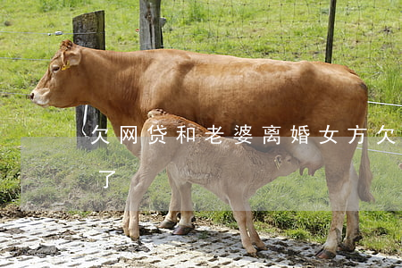 欠网贷和老婆离婚(女方欠网贷老公提出离婚了)