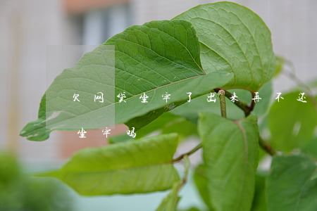 欠网贷坐牢了出来再不还钱(网贷欠钱不还要坐牢吗)