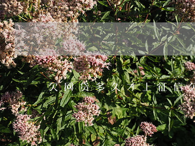 欠网贷多久才上征信(欠网贷不还多久上征信)