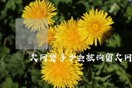 欠网贷多少会被拘留(欠网贷会刑事拘留吗)