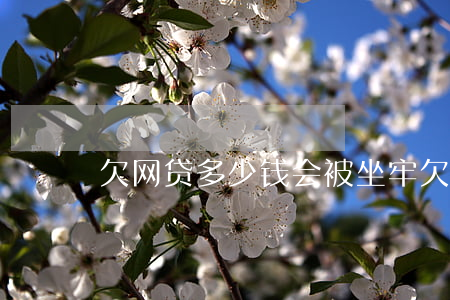 欠网贷多少钱会被坐牢(欠多少网贷才会坐牢)