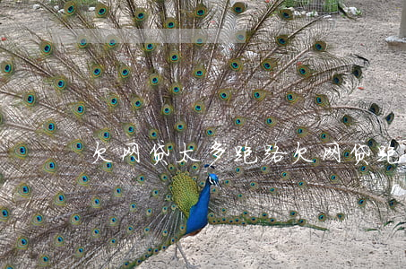 欠网贷太多跑路(欠网贷跑路都注意什么) 欠网贷太多跑路(欠网贷跑路都注意什么)