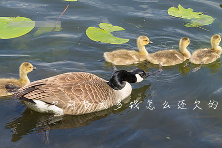 欠网贷太多钱怎么还(欠的网贷怎么还)