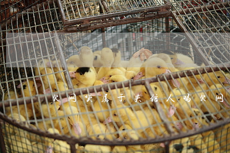 欠网贷属于失信人吗(欠网贷会不会失信)