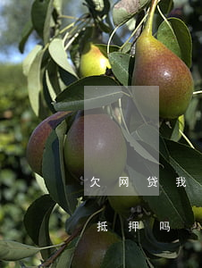 欠网贷我买了车会被扣吗(欠网贷买车了会被抵押吗)