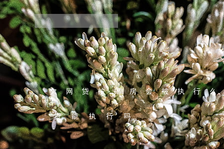 欠网贷按揭房会被执行么(有贷款的房子欠网贷能执行吗)