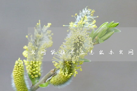 欠网贷换不上怎么办(欠网贷换不上怎么办)