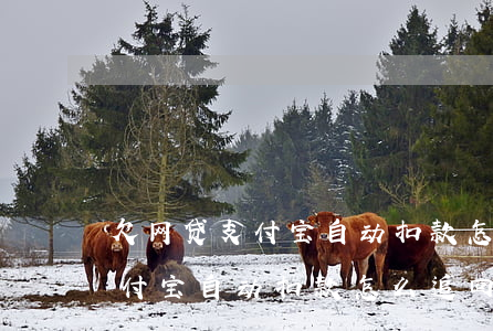 欠网贷支付宝自动扣款怎么追回-欠网贷支付宝自动扣款怎么追回钱