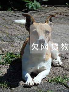 欠网贷教师编制(教师欠网贷被开除)