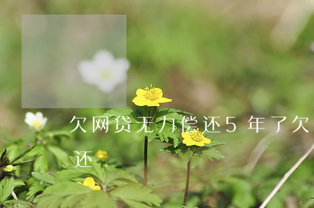 欠网贷无力偿还5年了(欠网贷了5千三年没还)
