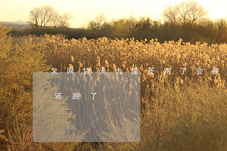 欠网贷无力偿还跑了会被抓吗（欠网贷无力偿还跑了）