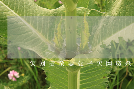 欠网贷杀妻(女子欠网贷杀死母亲)