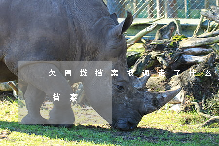 欠网贷档案被调走了什么意思(网贷去政府调档案)