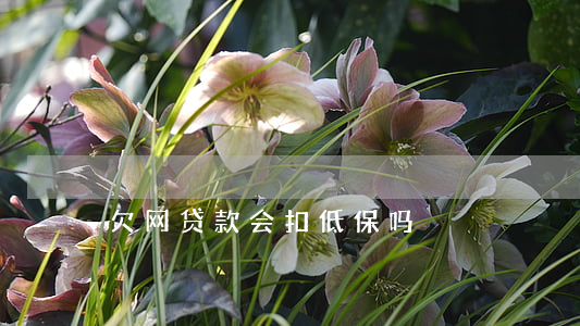 欠网贷款会扣低保吗