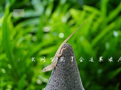 欠网贷死了会连累家人吗(欠网贷的人死了)