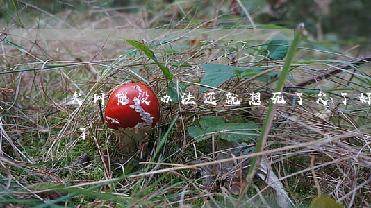 欠网贷没办法还就想死了(欠了好多网贷想死了)