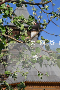 欠网贷的女人能要吗(有没有女的欠下好多网贷)