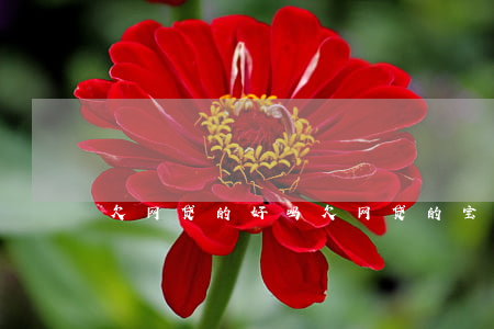 欠网贷的好吗(欠网贷的宝妈你们过得怎么样)