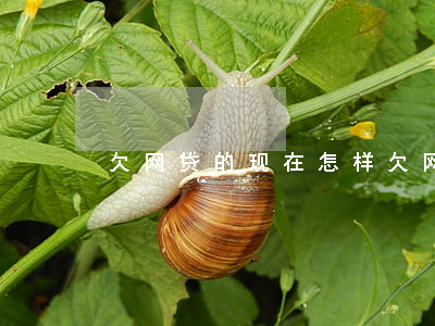 欠网贷的现在怎样(欠网贷的人后来都怎么了)