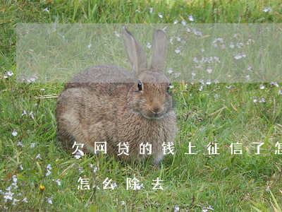 欠网贷的钱上征信了怎么办(欠网贷上征信了怎么除去)