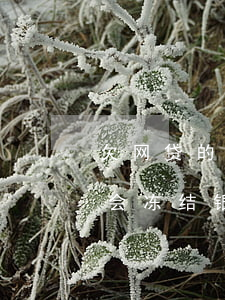 欠网贷的钱会被冻结银行卡吗(网贷欠款会不会冻结银行卡)