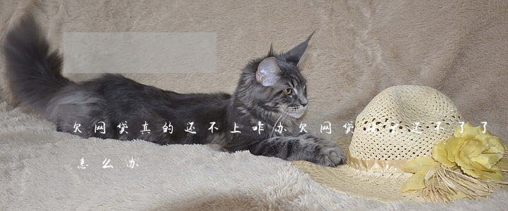 欠网贷真的还不上咋办(欠网贷确实还不了了怎么办)