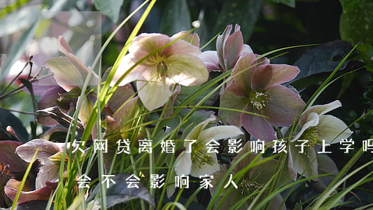 欠网贷离婚了会影响孩子上学吗(欠网贷离婚会不会影响家人)
