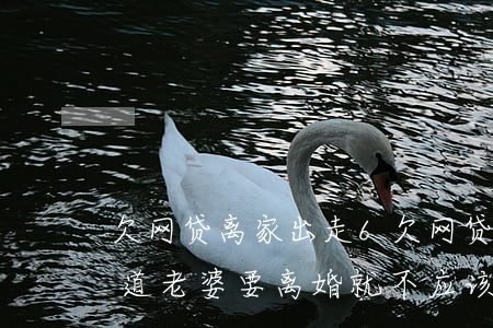 欠网贷离家出走6(欠网贷离家出走如果我知道老婆要离婚就不应该回来)