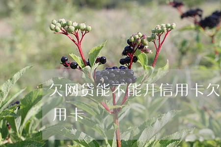 欠网贷能不能开信用卡(欠了网贷能不能办信用卡)