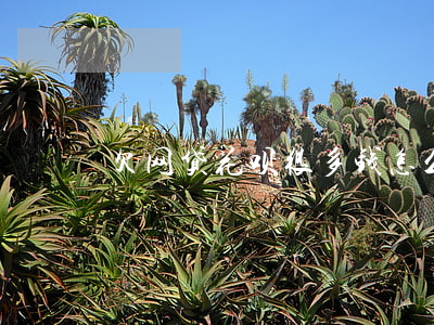 欠网贷花呗很多钱怎么还(花呗能还网贷吗)