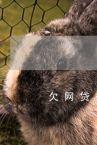 欠网贷被催收老公不知道怎么办-