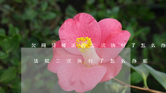 欠网贷被法院二次执行了怎么办-欠网贷被法院二次执行了怎么办呢