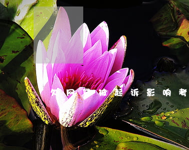 欠网贷被起诉影响考教师吗(教师网贷犯法吗?)