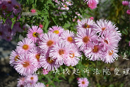 欠网贷被起诉法院百分之百受理吗(网贷欠款几千块钱起诉法院受理吗)