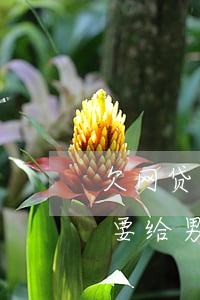 欠网贷要不要给男朋友说(自己欠了网贷要不要给男朋友说)