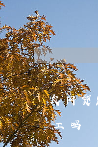 欠网贷跑路 配偶怎么办(欠网贷太多跑路能打工吗) 欠网贷跑路 配偶怎么办(欠网贷太多跑路能打工吗)