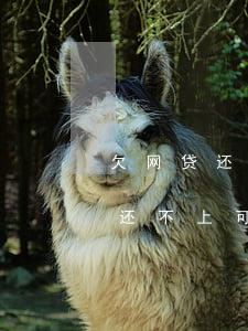 欠网贷还不上可以在银行分期贷吗-欠网贷还不上可以在银行分期贷吗