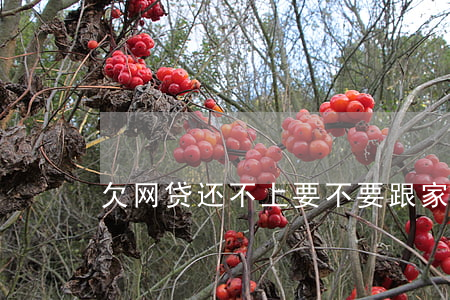 欠网贷还不上要不要跟家人说