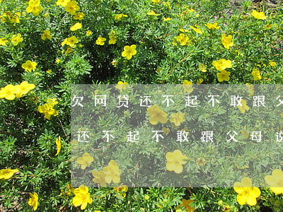 欠网贷还不起不敢跟父母说怎么办-欠网贷还不起不敢跟父母说怎么办呢